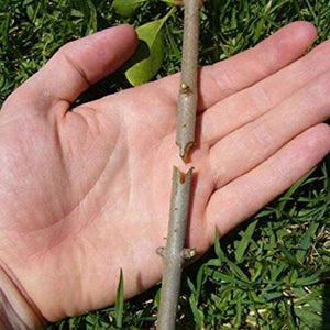🔥Hot sale🔥Professional Nursery Grafting Tool