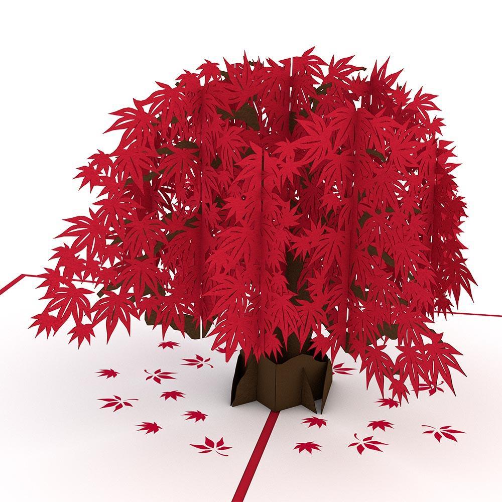 Japanese Maple