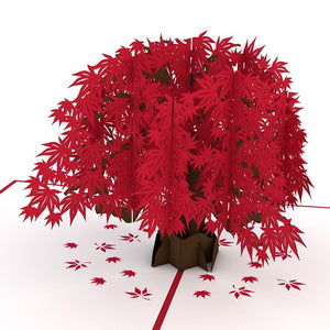Japanese Maple