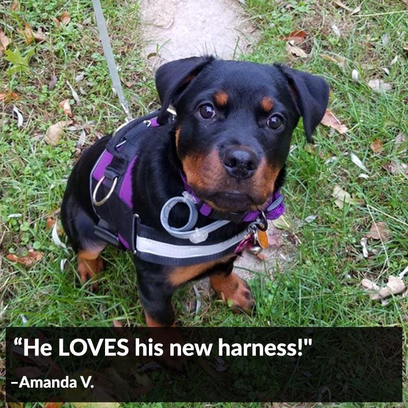 World's Best Dog Harness