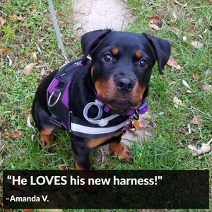 World's Best Dog Harness