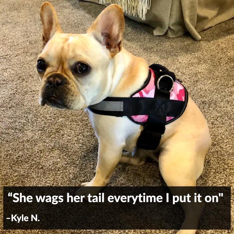World's Best Dog Harness