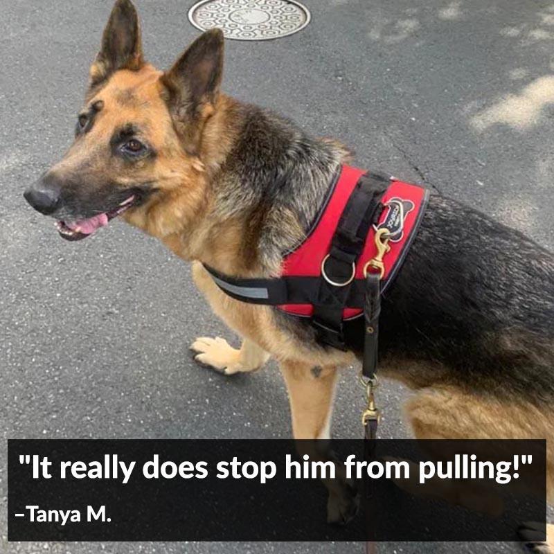 World's Best Dog Harness