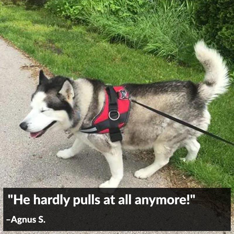 World's Best Dog Harness
