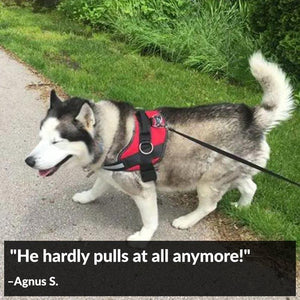 World's Best Dog Harness