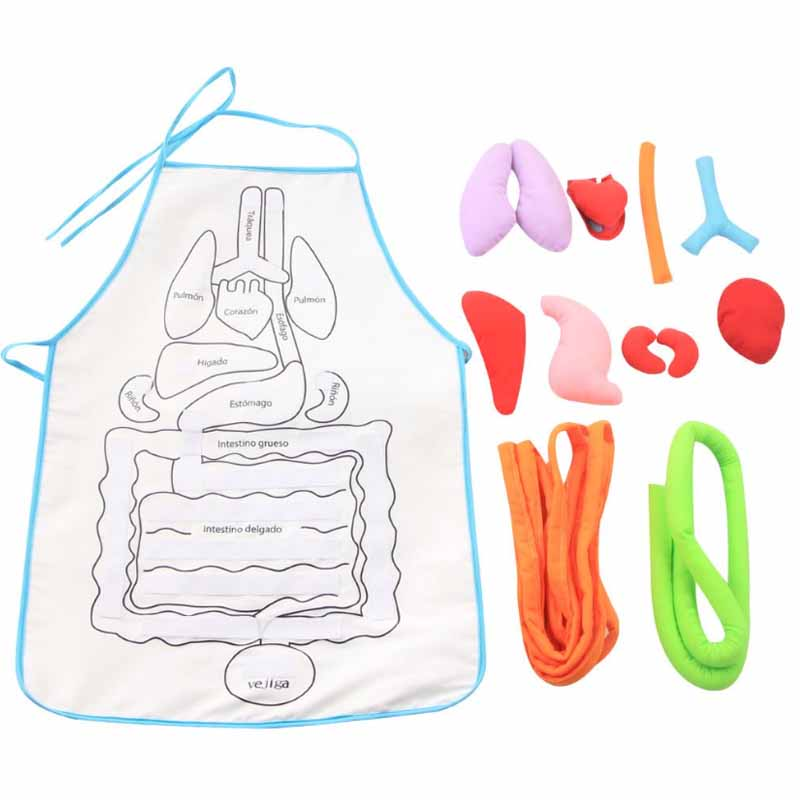 Anatomy Apron
