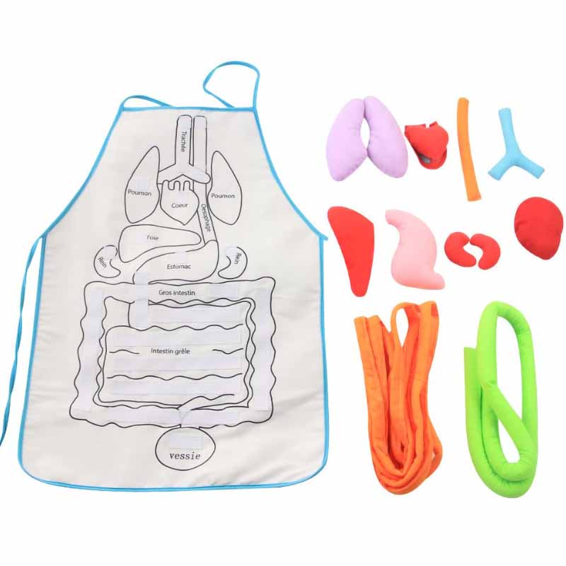 Anatomy Apron