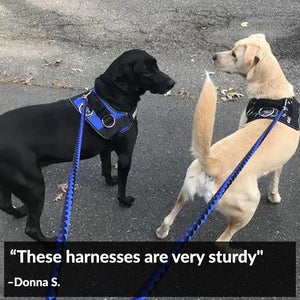 World's Best Dog Harness