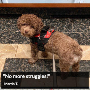 World's Best Dog Harness
