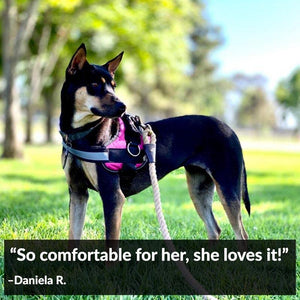 World's Best Dog Harness