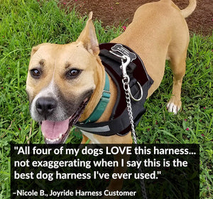 World's Best Dog Harness