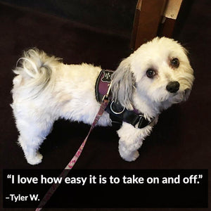 World's Best Dog Harness