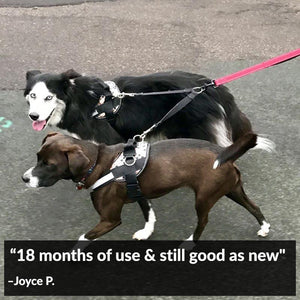 World's Best Dog Harness