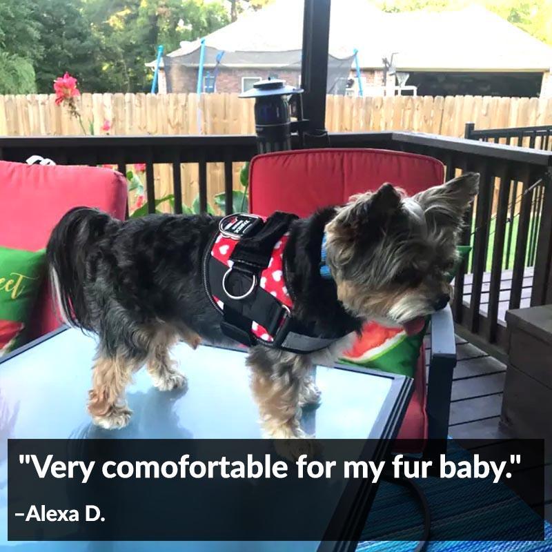World's Best Dog Harness